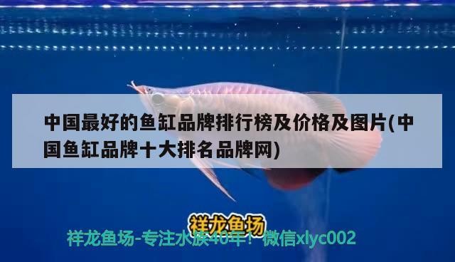 <strong><mark>南靖</mark></strong>縣藍(lán)俊觀賞魚(yú)店