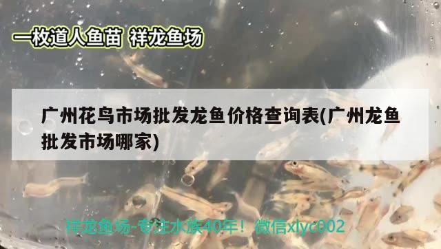 南靖縣藍俊觀賞魚店