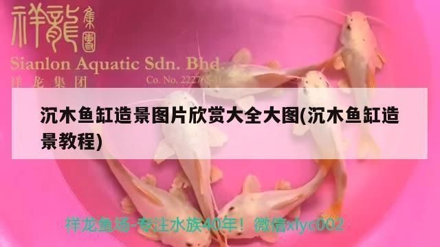 異型魚魚缸沉木造景效果圖：異型魚魚缸沉木造景效果圖展示