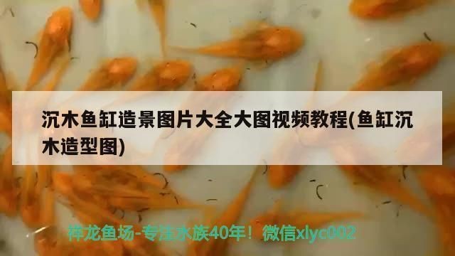 異型魚魚缸沉木造景效果圖：異型魚魚缸沉木造景效果圖展示