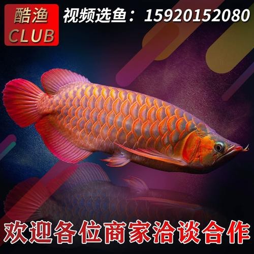 最漂亮的紅龍魚圖片大全視頻