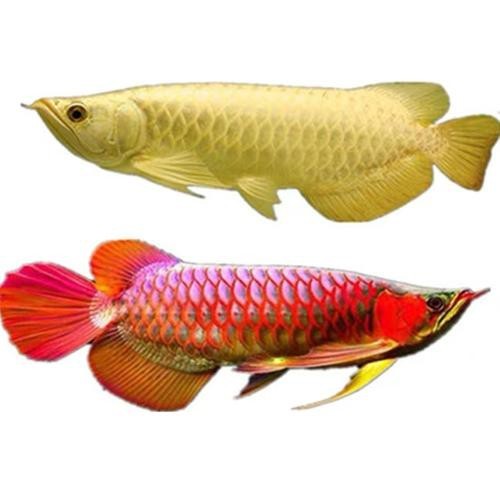 最漂亮的紅龍魚圖片大全視頻