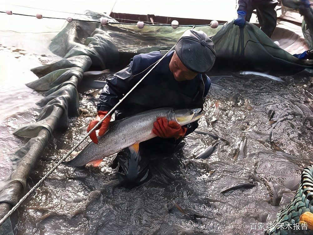 什么魚能毀掉一個魚塘