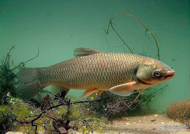 什么魚能毀掉一個魚塘