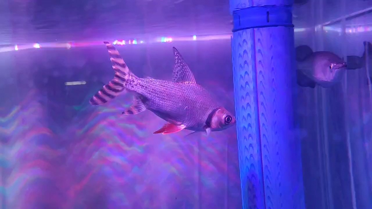 飛鳳