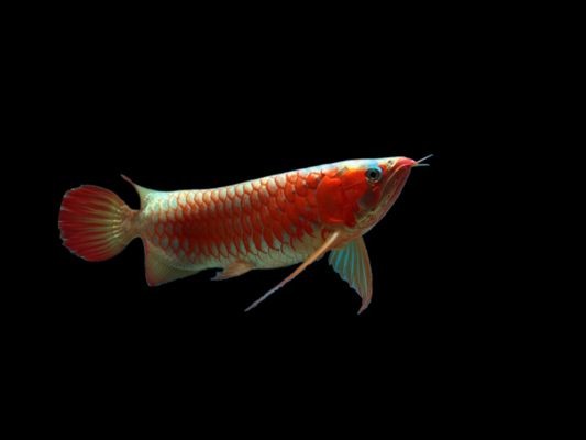 紅龍魚魚缸溫度：紅龍魚冬季養(yǎng)護(hù)技巧紅龍魚水溫波動(dòng)應(yīng)對(duì)方法