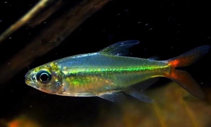 紅尾平克魚兇猛嗎