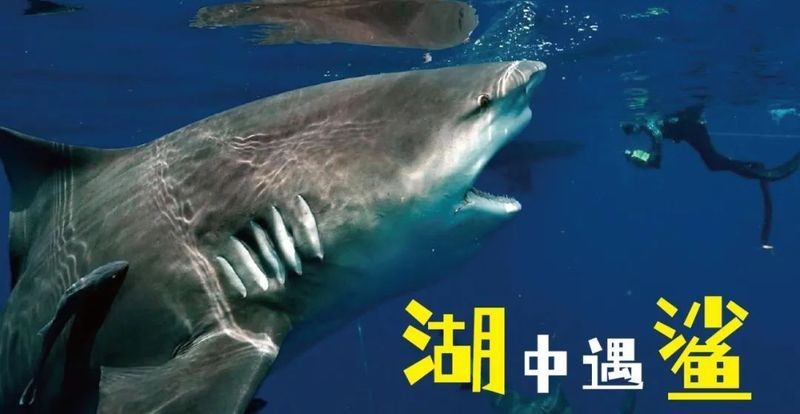 河里會有鯊魚嗎