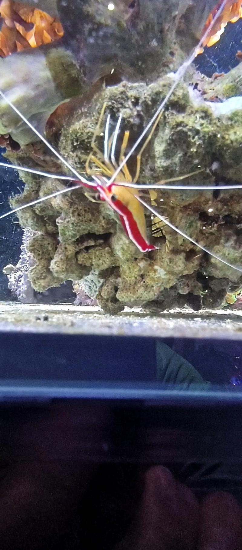 有哪些觀賞蝦品種？