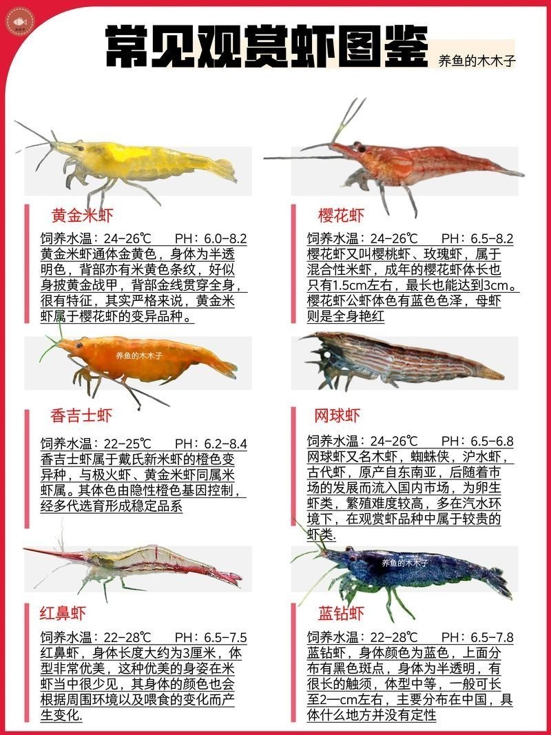 有哪些觀賞蝦品種？