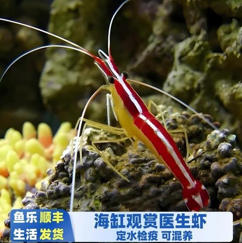 有哪些觀賞蝦品種？