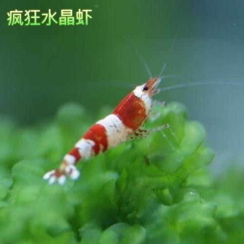 有哪些觀賞蝦品種？