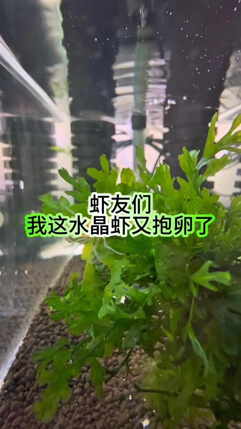 有哪些觀賞蝦品種？