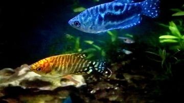 黃藍龍魚家養時需要注意以下幾個方面：黃藍龍魚家養怎么養，家養時需要注意以下幾個方面