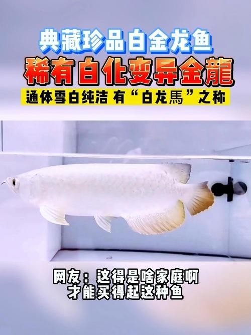 呈千祥龍魚漁場有哪些品種？