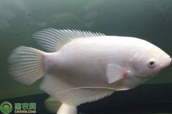 十大最旺家庭養(yǎng)的魚