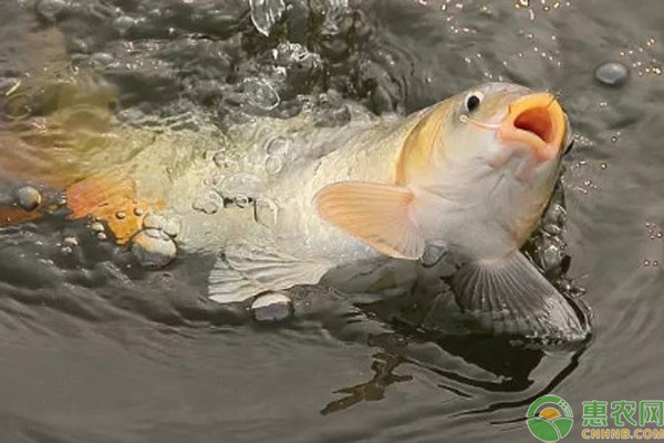 十大最旺家庭養(yǎng)的魚