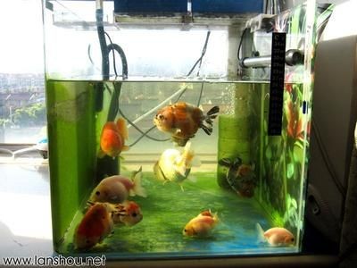 觀賞魚缸換水直接用自來水可以嗎視頻（養(yǎng)魚水質(zhì)管理是養(yǎng)魚成功的關(guān)鍵之一）