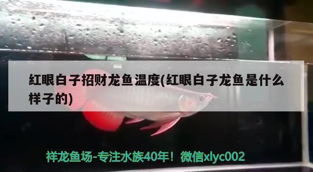 北京水族匯科技有限公司晉城分公司（晉城水族館） 北京水族匯科技有限公司晉城分公司（晉城水族館） 全國水族館企業名錄
