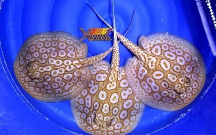 魟魚白化帝王