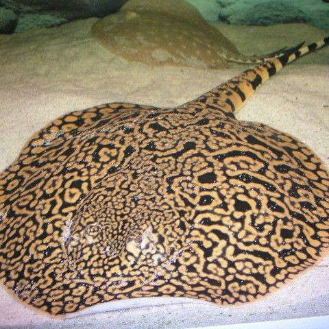 魟魚白化帝王
