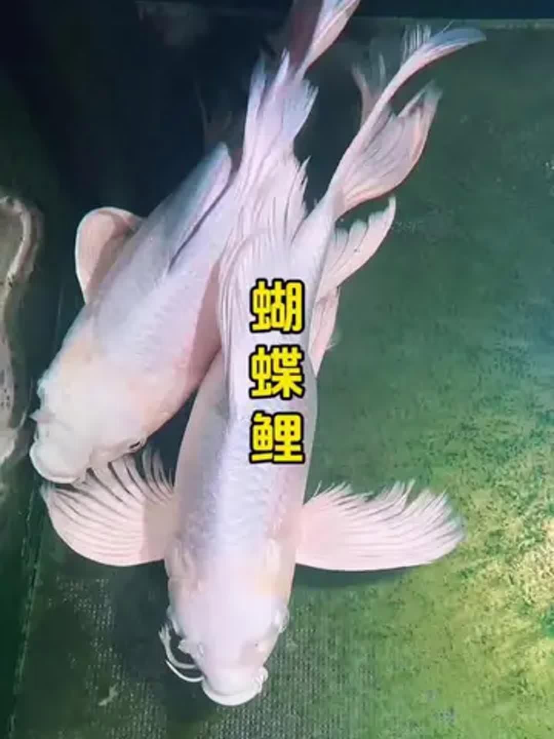 蝴蝶鯉哪個品種最好養(yǎng)