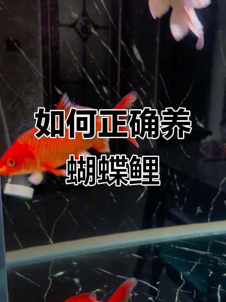 蝴蝶鯉哪個品種最好養(yǎng)
