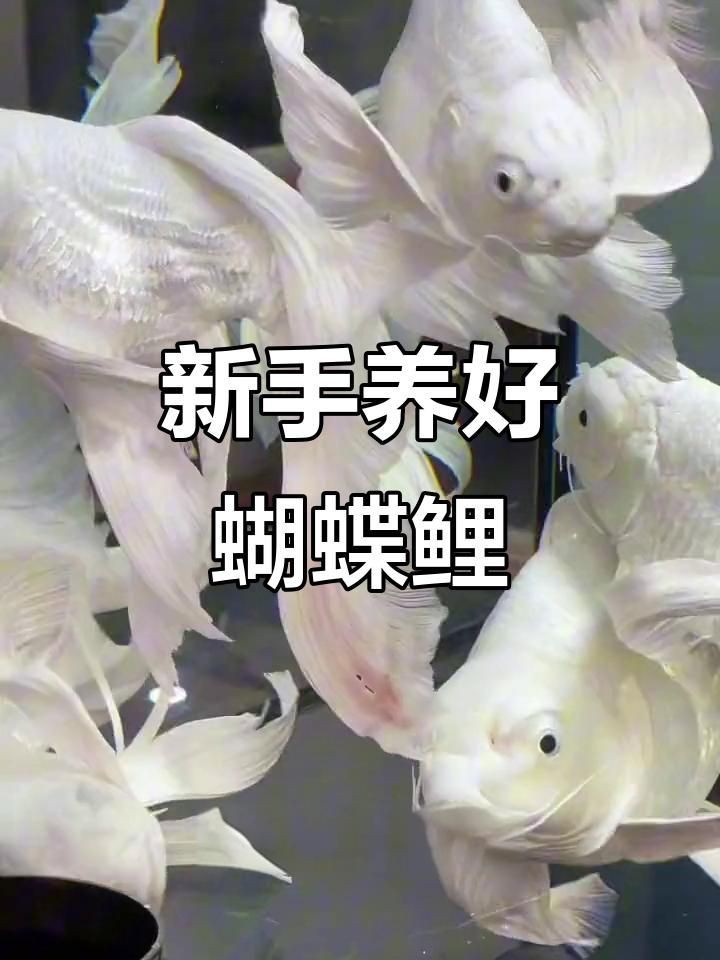 蝴蝶鯉哪個品種最好養(yǎng)