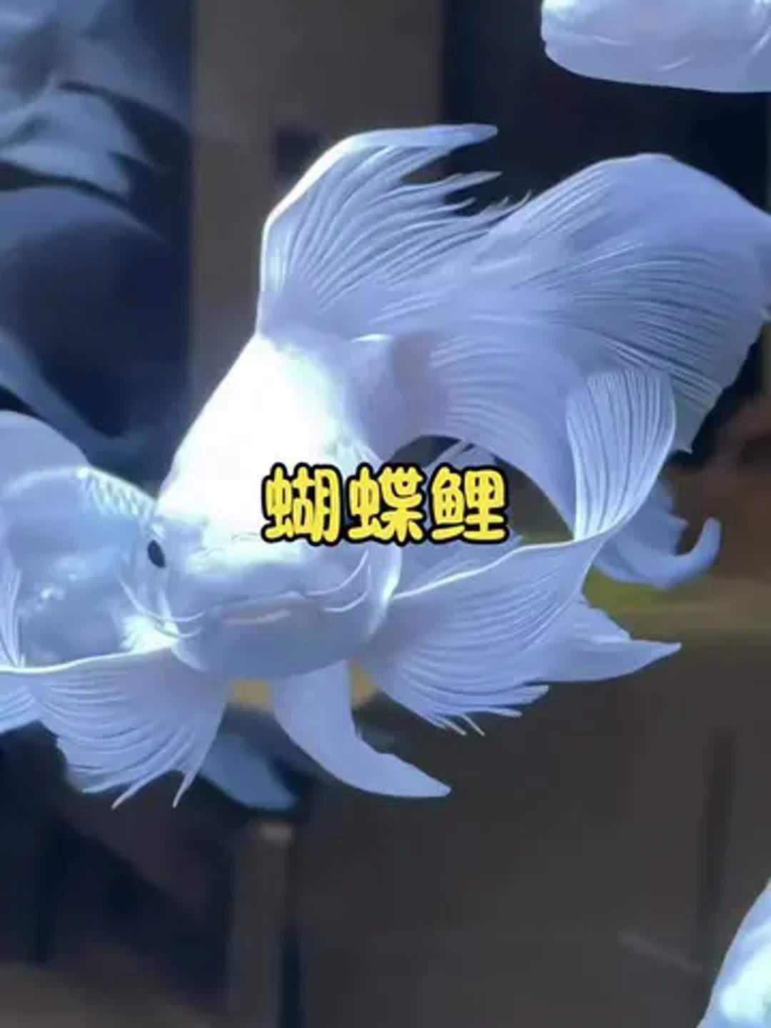 蝴蝶鯉哪個品種最好養(yǎng)