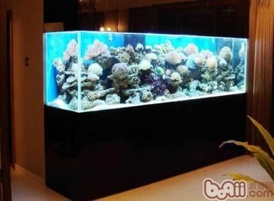 魚缸好壞（魚缸好壞可以從多個角度來評估）