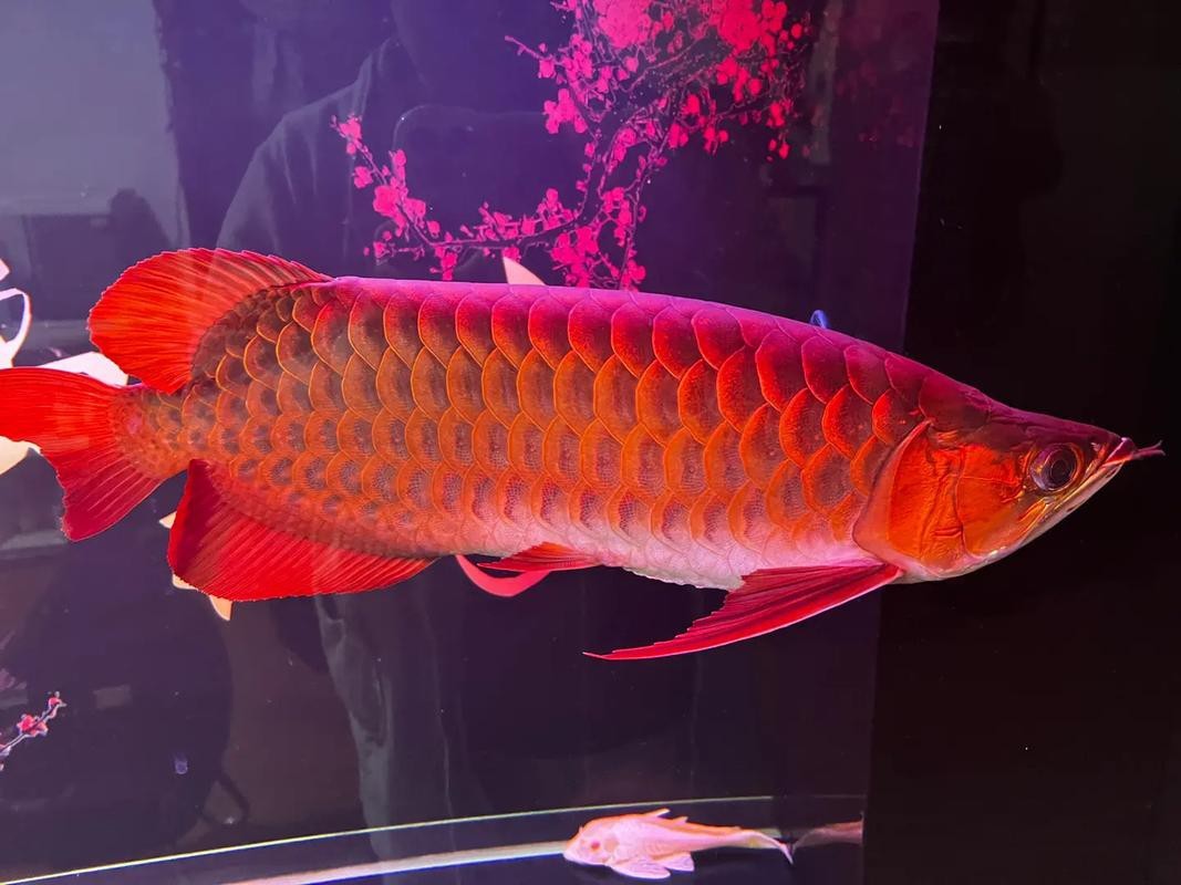 龍魚的最佳擺放吉位圖片
