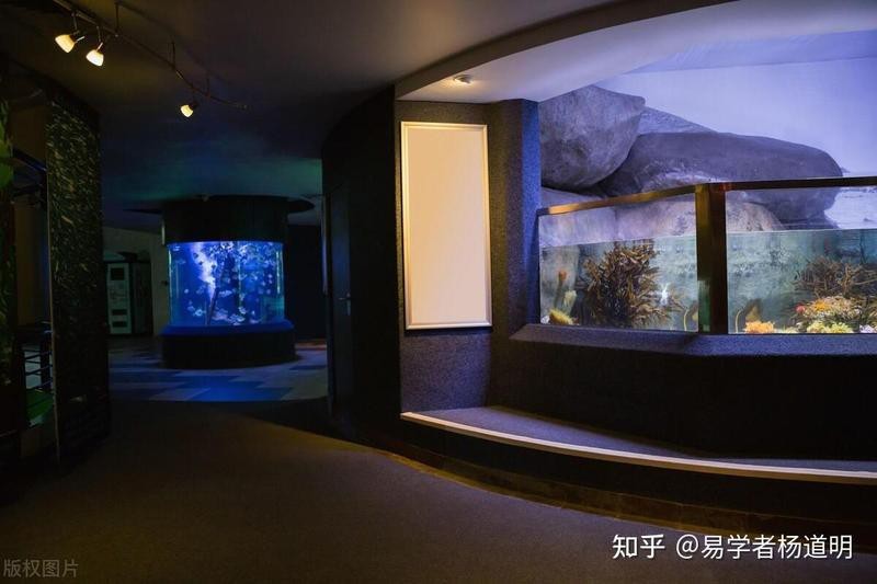 龍魚的最佳擺放吉位圖片