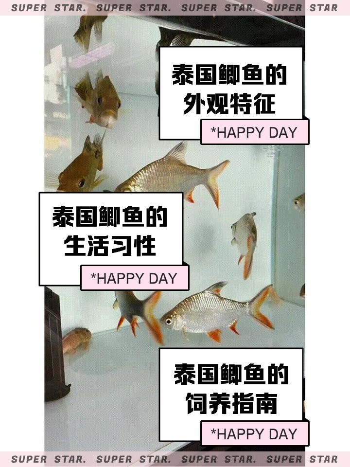 檸檬鯽魚和泰國(guó)鯽魚哪個(gè)好