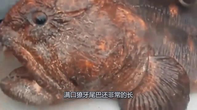 龍魚靈性事件的真實性