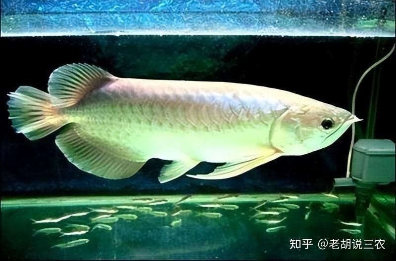 龍魚靈性事件的真實性