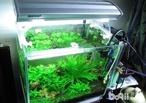 剛買回來的魚缸用什么消毒好魚缸用什么消毒好的方法：剛買回來的魚缸用什么消毒好的魚缸用什么消毒好魚缸