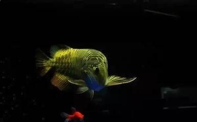 如何找到海拉爾魚缸配件批發市場：二手市場交易指南在二手市場交易指南在二手市場交易指南