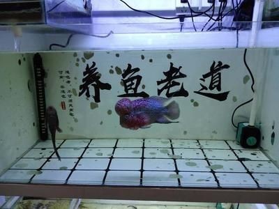 龍魚缸用什么工具魚好看一點：龍魚缸適合養哪些小型工具魚