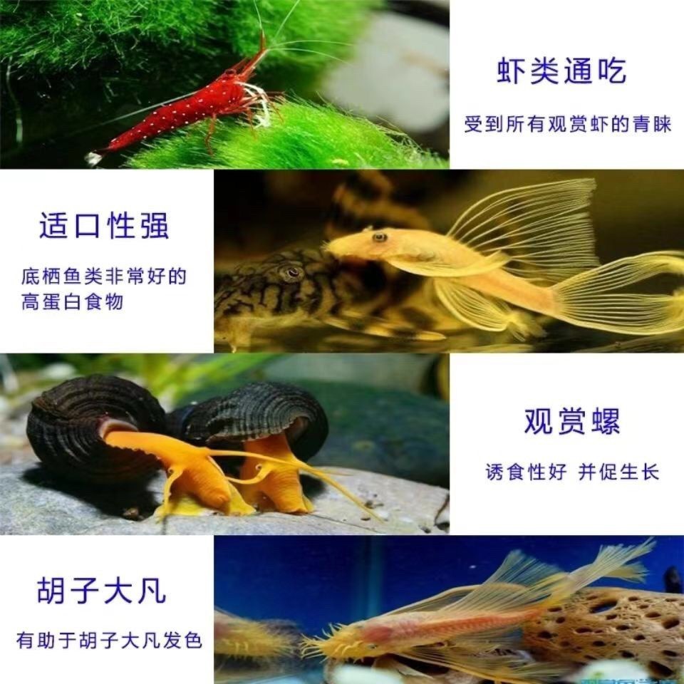 龍魚缸用什么工具魚好看一點：龍魚缸適合養哪些小型工具魚