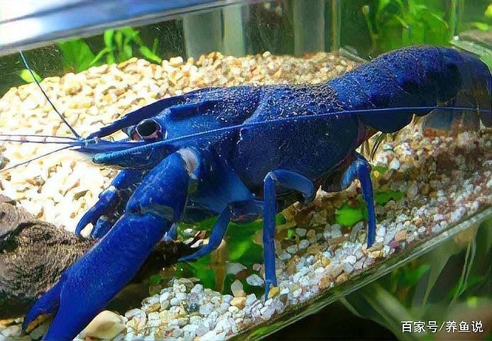 小型觀賞魚蝦錦標賽的參賽規則是什么