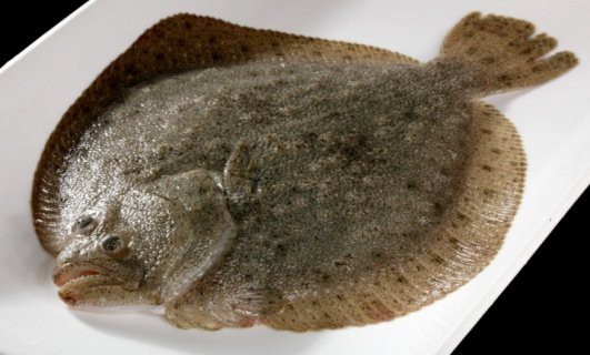 鰈魚營養(yǎng)功效與作用