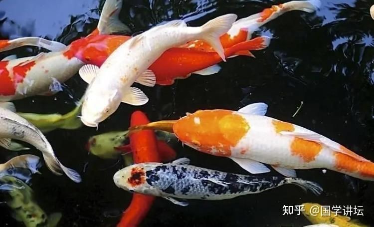 家里養蝴蝶鯉不吉利
