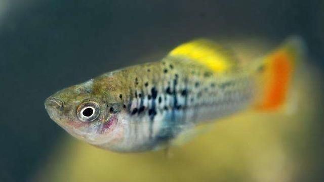 魚缸光照時長對魚類健康的影響：魚缸光照時長對魚類健康有何影響？