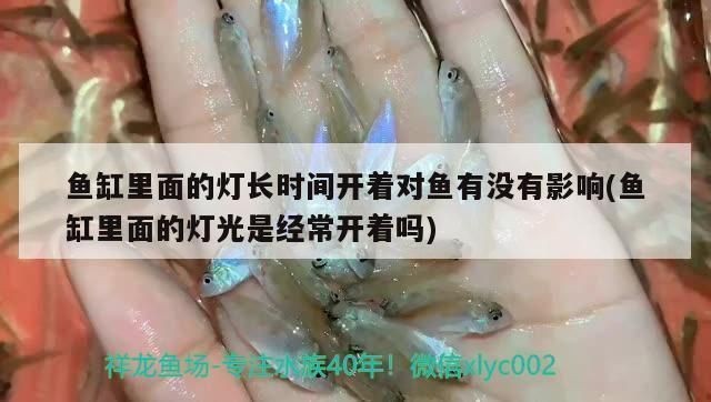 魚缸光照時長對魚類健康的影響：魚缸光照時長對魚類健康有何影響？