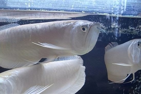 廣州龍魚市場的價格如何？