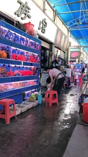 廣州龍魚市場的價格如何？
