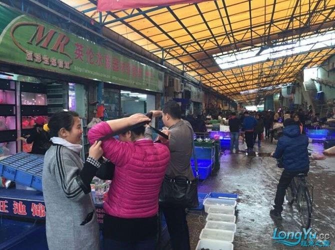 廣州龍魚市場的價格如何？