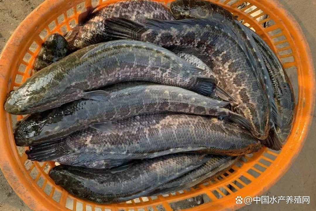 龍利魚和黑魚的市場價格差異大嗎？