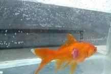 武威市涼州區(qū)可麗愛水族店（武威市涼州區(qū)可麗愛水族店電話）