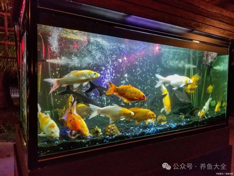 武威市涼州區(qū)可麗愛水族店（武威市涼州區(qū)可麗愛水族店電話）